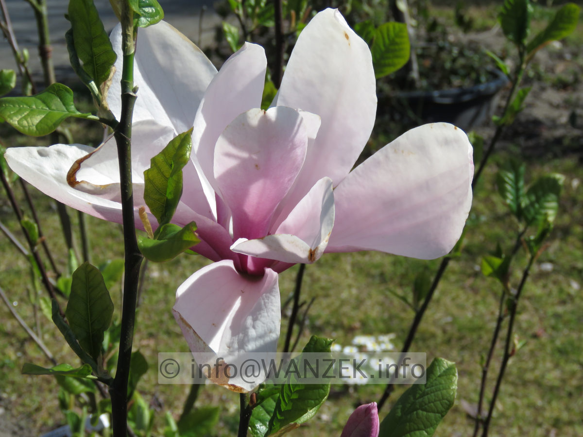 Magnolia fraseri Galaxy 03.JPG